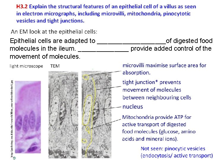 H 3. 2 Explain the structural features of an epithelial cell of a villus