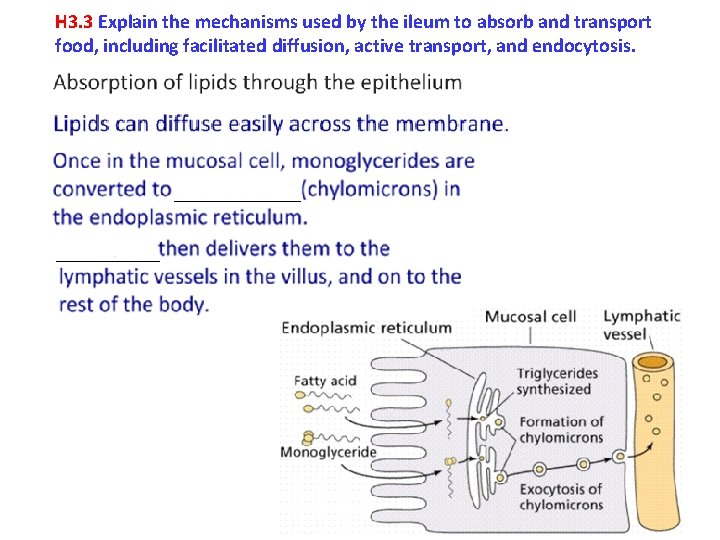 H 3. 3 Explain the mechanisms used by the ileum to absorb and transport