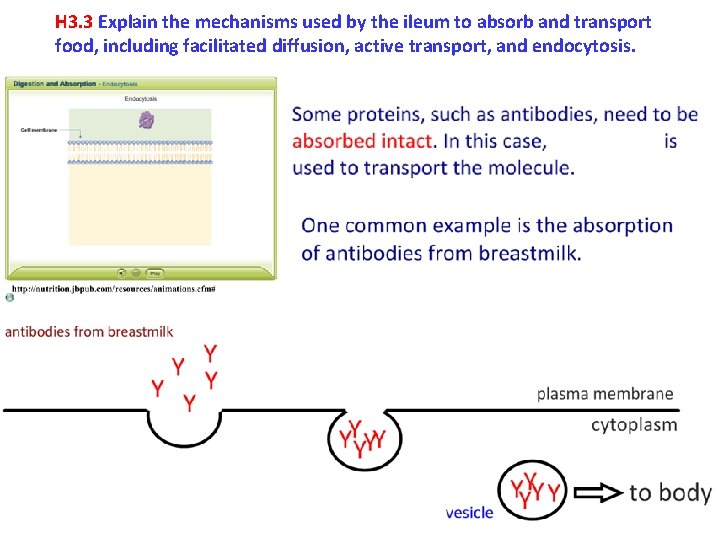 H 3. 3 Explain the mechanisms used by the ileum to absorb and transport