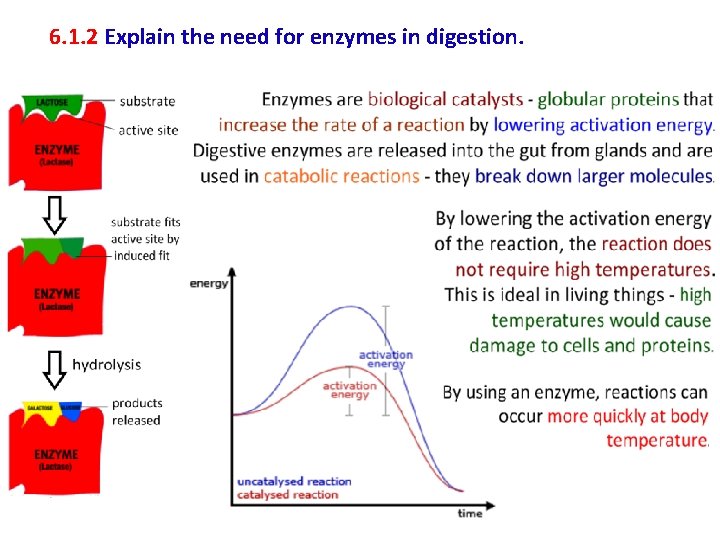 6. 1. 2 Explain the need for enzymes in digestion. 