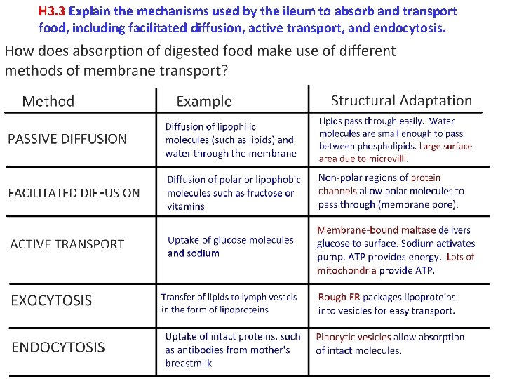 H 3. 3 Explain the mechanisms used by the ileum to absorb and transport