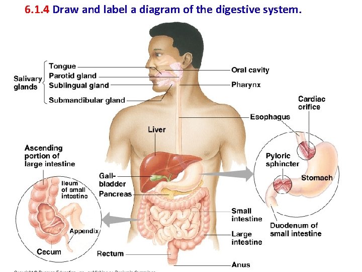 6. 1. 4 Draw and label a diagram of the digestive system. 