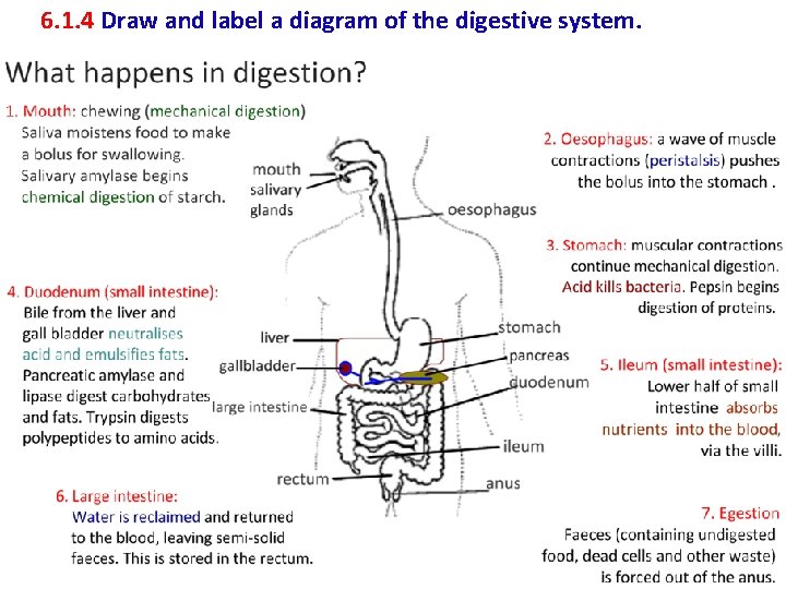 6. 1. 4 Draw and label a diagram of the digestive system. 