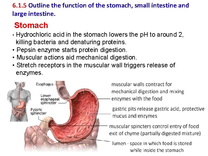 6. 1. 5 Outline the function of the stomach, small intestine and large intestine.