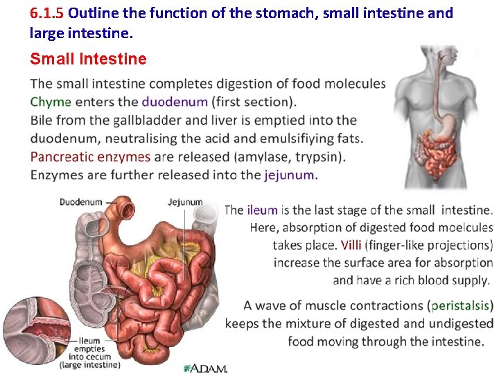 6. 1. 5 Outline the function of the stomach, small intestine and large intestine.