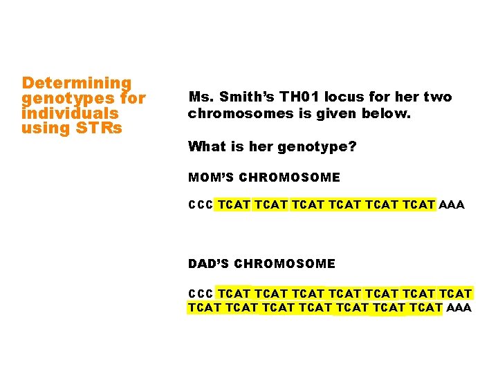 Determining genotypes for individuals using STRs Ms. Smith’s TH 01 locus for her two