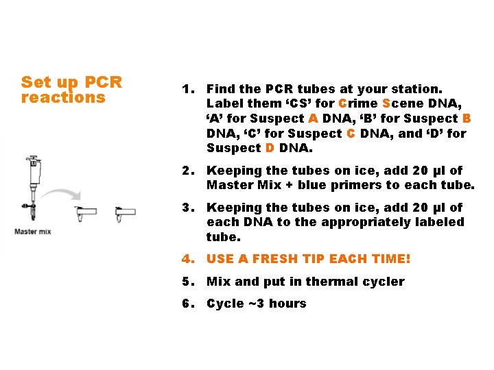 Set up PCR reactions 1. Find the PCR tubes at your station. Label them