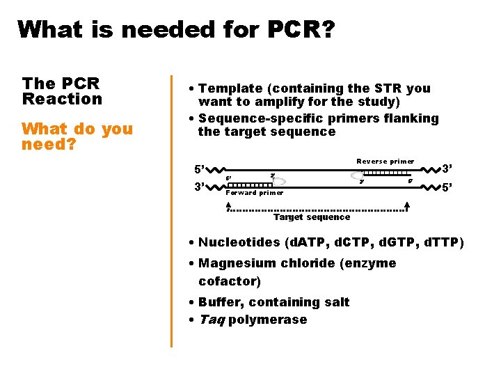 What is needed for PCR? The PCR Reaction What do you need? • Template