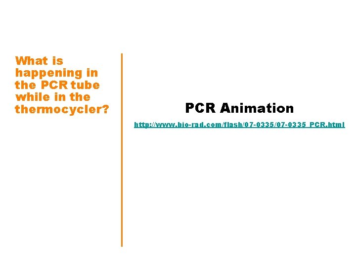 What is happening in the PCR tube while in thermocycler? PCR Animation http: //www.