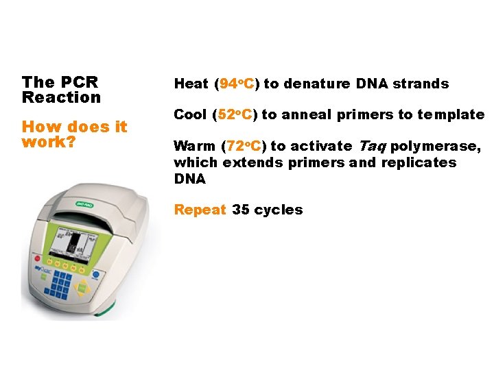 The PCR Reaction How does it work? Heat (94 o. C) to denature DNA