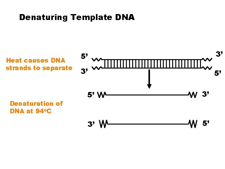 Denaturing Template DNA Heat causes DNA strands to separate Denaturation of DNA at 94