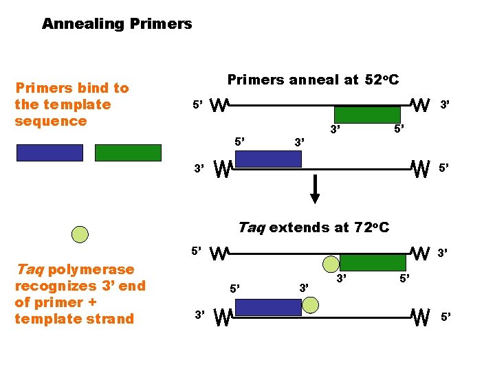 Annealing Primers bind to the template sequence Primers anneal at 52 o. C 5’