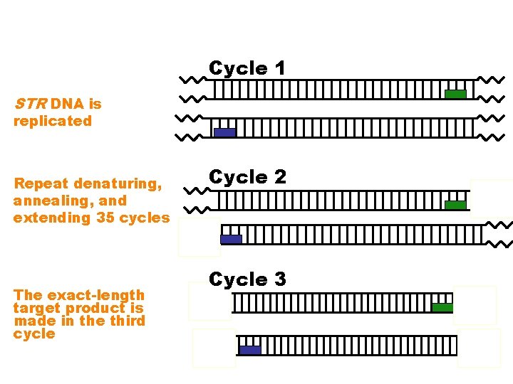 Cycle 1 STR DNA is replicated Repeat denaturing, annealing, and extending 35 cycles The