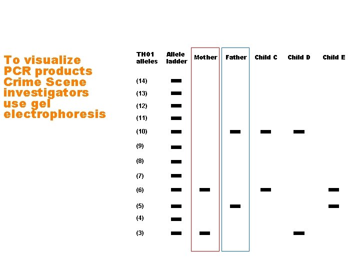 To visualize PCR products Crime Scene investigators use gel electrophoresis TH 01 alleles (14)