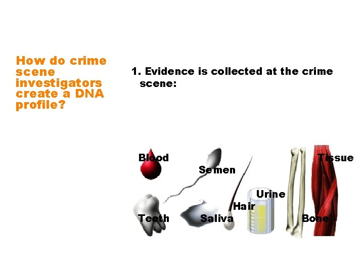 How do crime scene investigators create a DNA profile? 1. Evidence is collected at