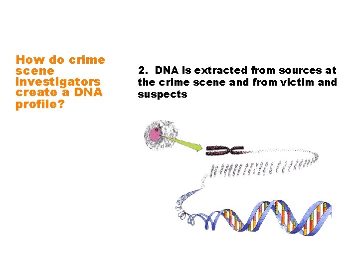 How do crime scene investigators create a DNA profile? 2. DNA is extracted from