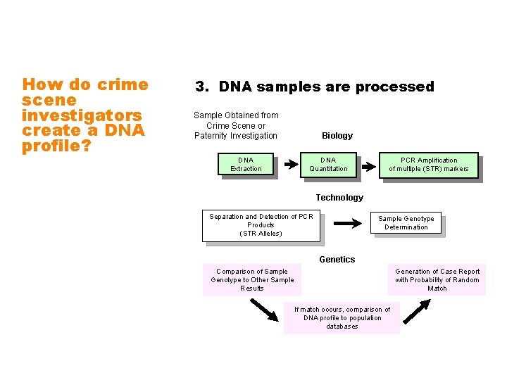 How do crime scene investigators create a DNA profile? 3. DNA samples are processed