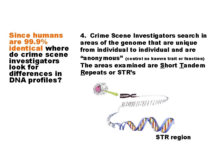 Since humans are 99. 9% identical where do crime scene investigators look for differences