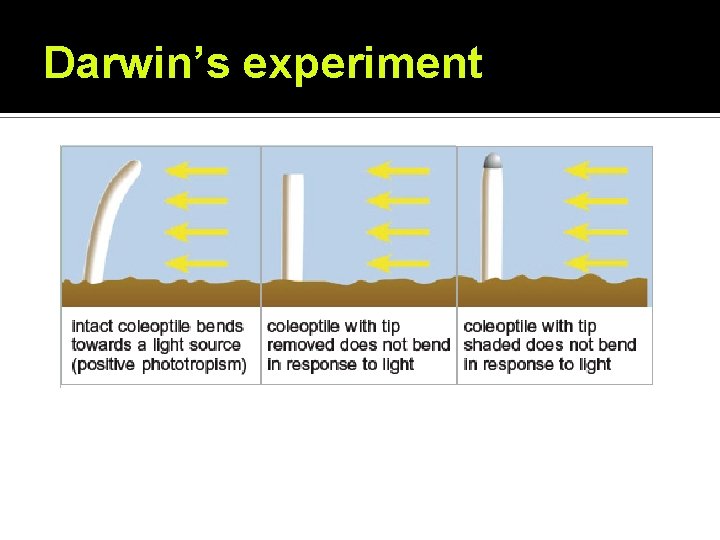 Darwin’s experiment Darwin’s experiment