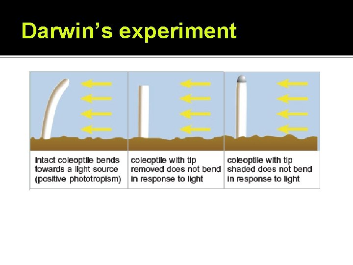 Darwin’s experiment 