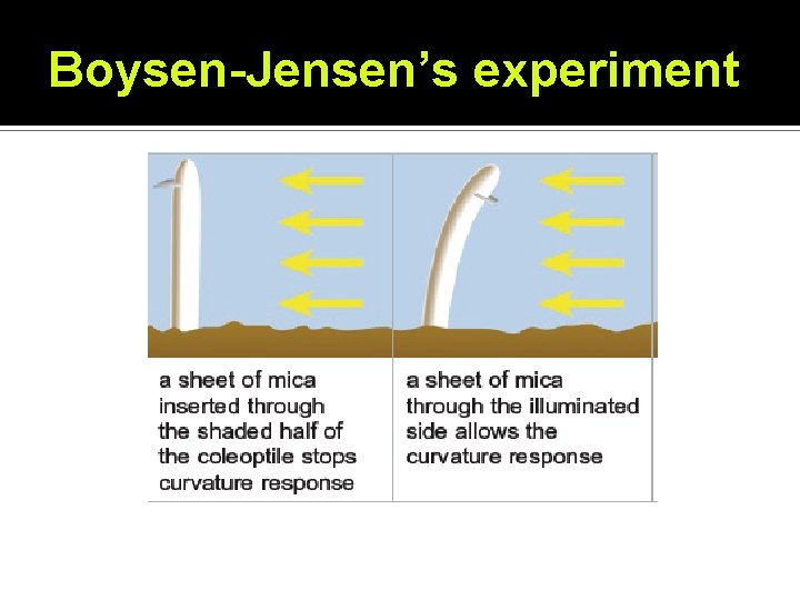 Boysen-Jensen’s experiment Boysen-Jensen’s experiment