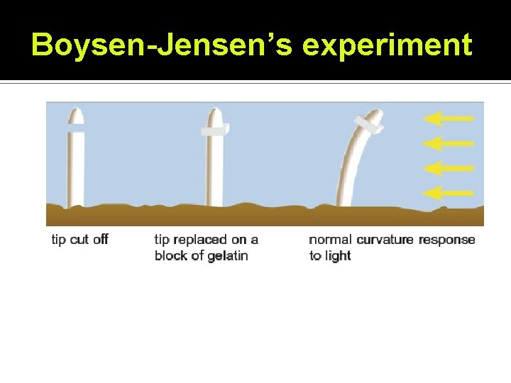 Boysen-Jensen’s experiment 