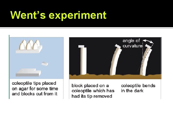 Went’s experiment 