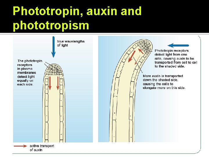 Phototropin, auxin and phototropism 