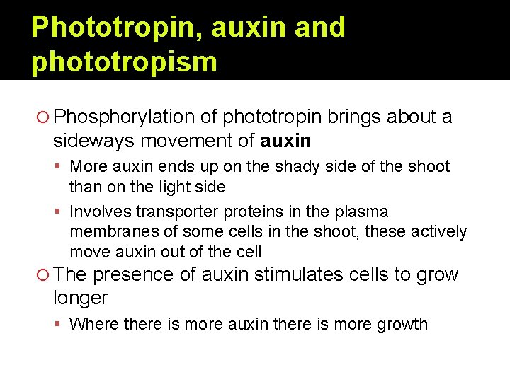 Phototropin, auxin and phototropism Phosphorylation of phototropin brings about a sideways movement of auxin Phototropin, auxin and phototropism Phosphorylation of phototropin brings about a sideways movement of auxin