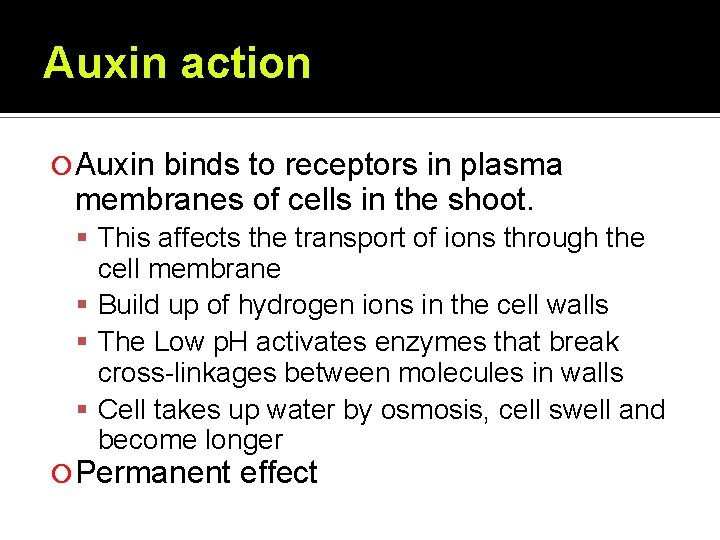 Auxin action Auxin binds to receptors in plasma membranes of cells in the shoot.