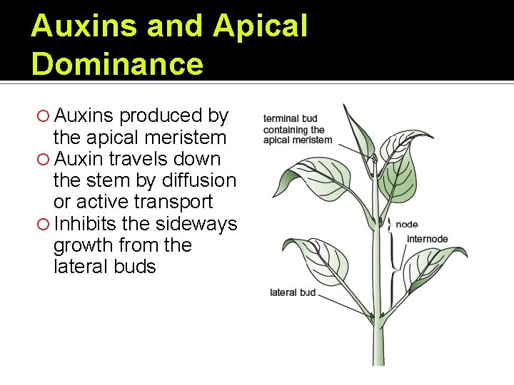 Auxins and Apical Dominance Auxins produced by the apical meristem Auxin travels down the