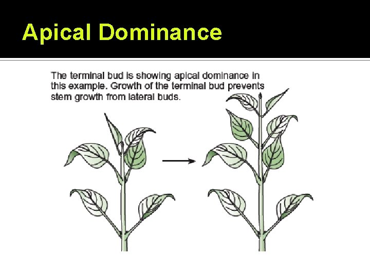 Apical Dominance 