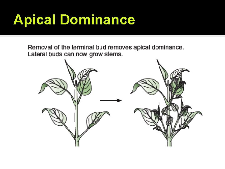 Apical Dominance Apical Dominance