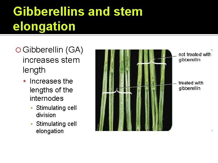 Gibberellins and stem elongation Gibberellin (GA) increases stem length Increases the lengths of the