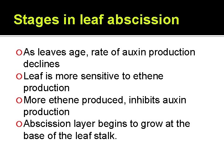 Stages in leaf abscission As leaves age, rate of auxin production declines Leaf is