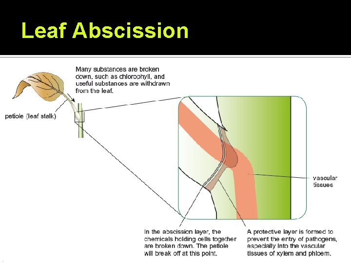 Leaf Abscission Leaf Abscission