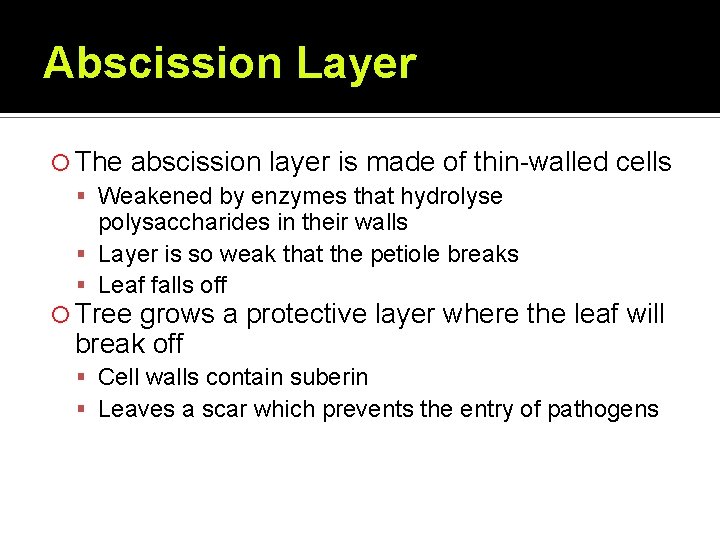 Abscission Layer The abscission layer is made of thin-walled cells Weakened by enzymes that
