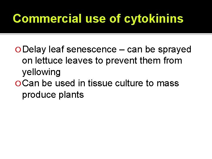 Commercial use of cytokinins Delay leaf senescence – can be sprayed on lettuce leaves Commercial use of cytokinins Delay leaf senescence – can be sprayed on lettuce leaves
