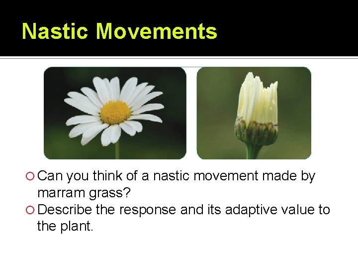 Nastic Movements Can you think of a nastic movement made by marram grass? Describe Nastic Movements Can you think of a nastic movement made by marram grass? Describe