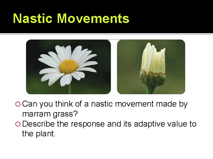 Nastic Movements Can you think of a nastic movement made by marram grass? Describe