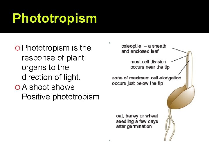 Phototropism is the response of plant organs to the direction of light. A shoot