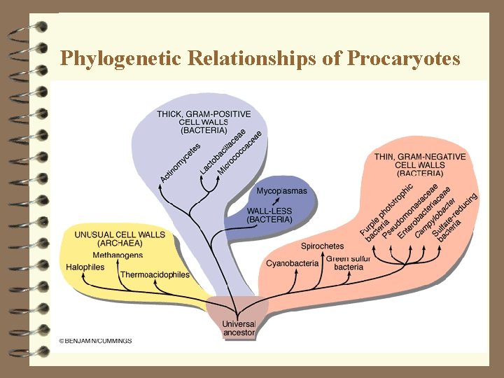Phylogenetic Relationships of Procaryotes 