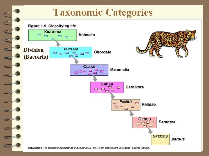 Taxonomic Categories Division (Bacteria) 