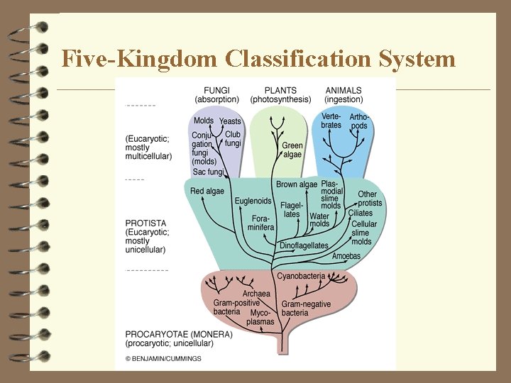 Five-Kingdom Classification System 