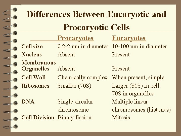 Differences Between Eucaryotic and Procaryotic Cells Procaryotes Cell size 0. 2 -2 um in