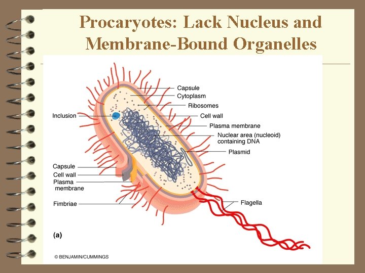 Procaryotes: Lack Nucleus and Membrane-Bound Organelles 