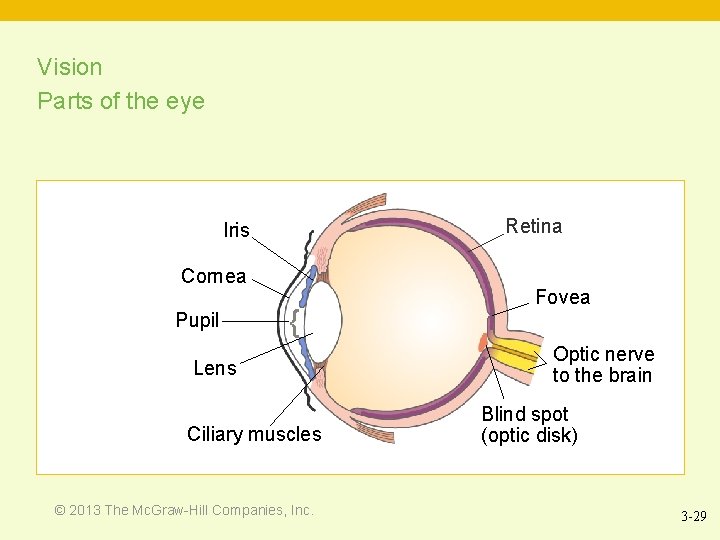 Vision Parts of the eye Retina Iris Cornea Pupil { Lens Ciliary muscles ©