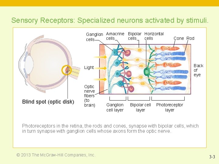 Sensory Receptors: Specialized neurons activated by stimuli. Ganglion Amacrine Bipolar Horizontal cells Cone Rod