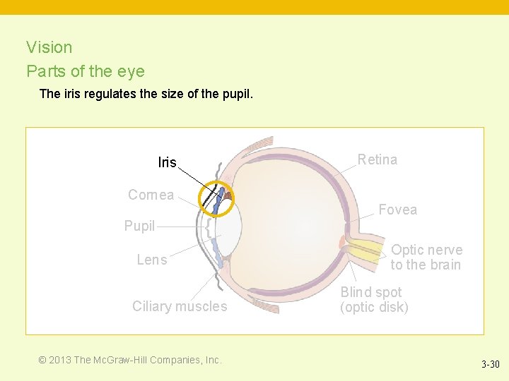Vision Parts of the eye The iris regulates the size of the pupil. Retina