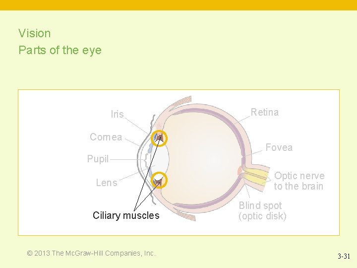 Vision Parts of the eye Retina Iris Cornea Pupil { Lens Ciliary muscles ©